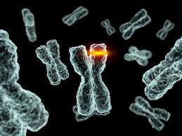 somatic gene mutation 1